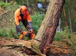 Best Arborist Consultation Services  in Hendersonville, NC