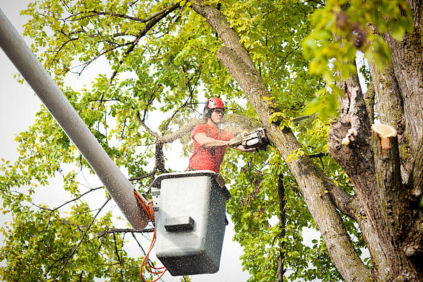 Hendersonville, NC Tree Removal Company